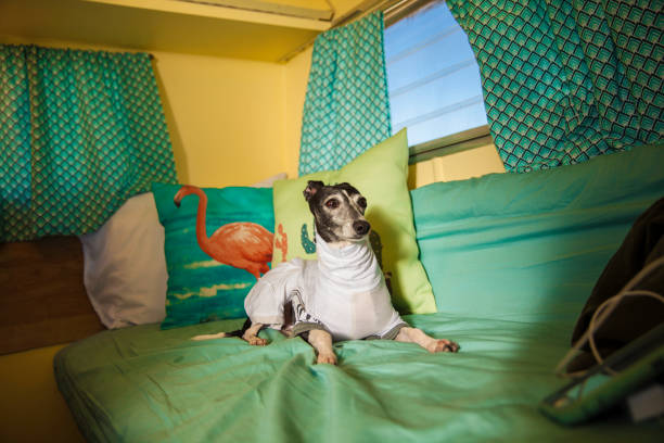 This image shows an italian greyhound dog laying in a retro Palm Spring mid century bed.
