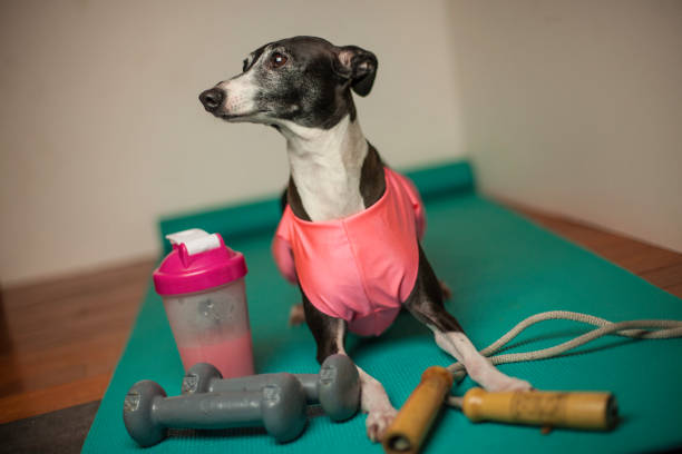 italian greyhound yoga workout