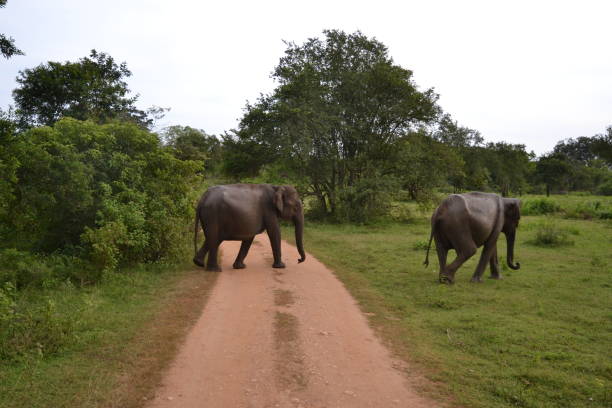 istock Wasgamuwa National Park Safari 1480343983