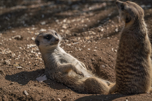 Suricate (Suricata suricatta) - Mother and youngs, Kgalagadi Transfrontier Park, Kalahari desert, South Africa/Botswana