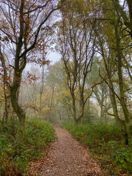 istock A walk in the woods 1480348661