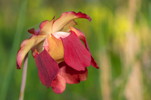 Purple pitcher plant growing in a Texas garden.