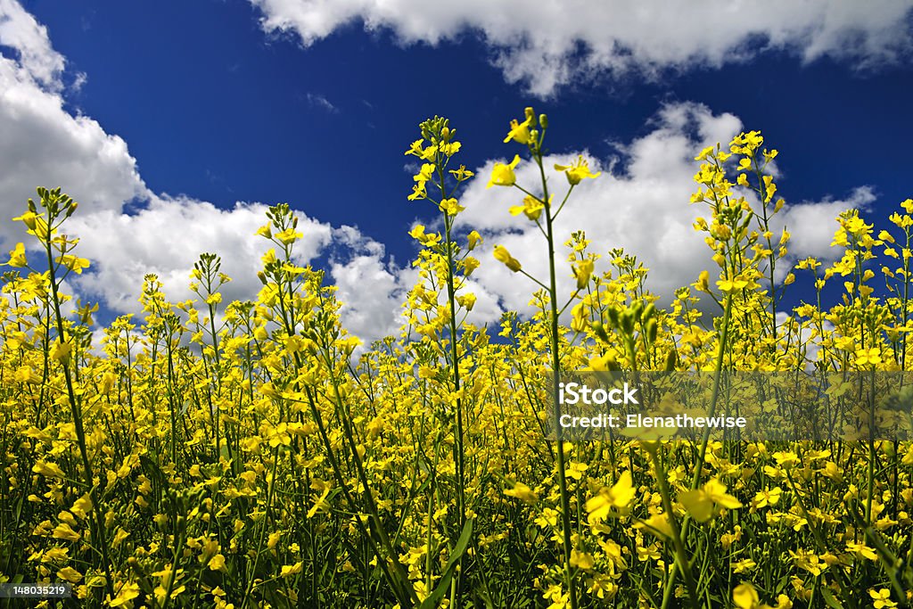 Canola plants in field Canola or rapeseed plants growing in farm field, Manitoba, Canada Farm Stock Photo