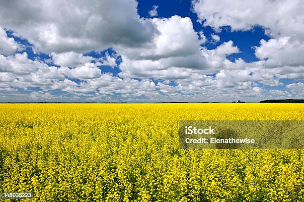 Canola Field Stockfoto und mehr Bilder von Manitoba - Manitoba, Agrarbetrieb, Canola