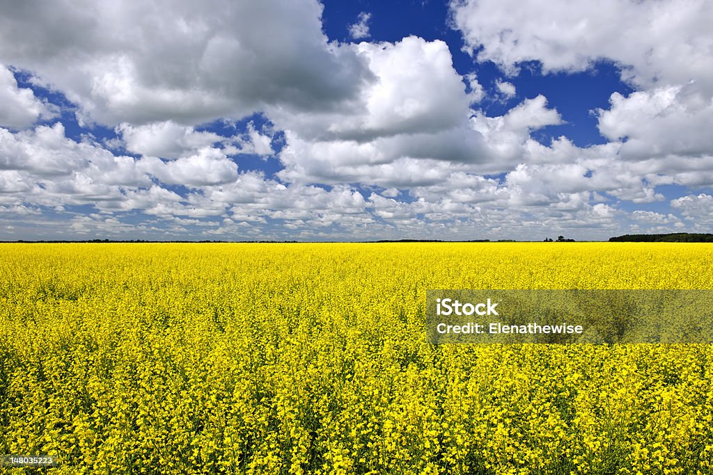 Canola field - Royalty-free Manitoba Foto de stock