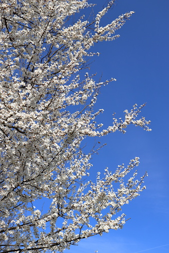 Prunus cerasifera branches full of flowers on a bright sunny day. Vertical shot with blue sky background.