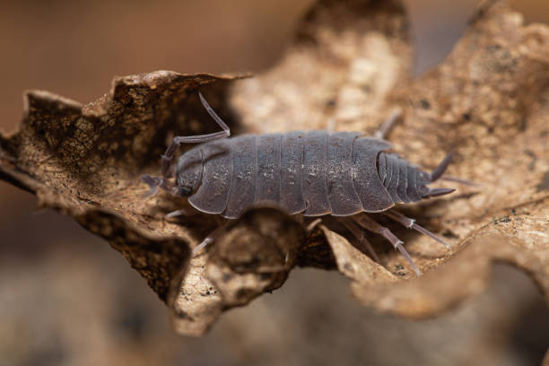 istock Powder Blue Isopod (Porcellionides pruinosus) on a dead oak leaf 1480352987