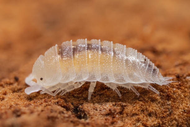 istock Adult Dwarf white isopod (Trichorhina tomentosa) sitting on a cork bark 1480352990