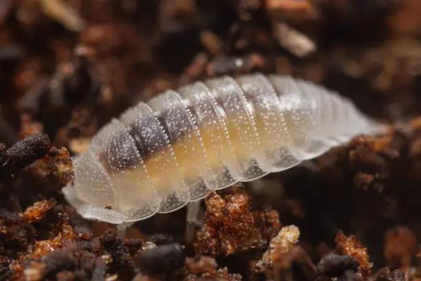 Adult Dwarf white isopod also known as Porcelain Woodlouse (Trichorhina tomentosa) sitting on a brown substrate