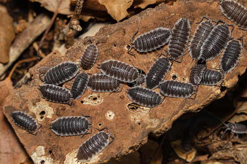 colony of Porcellio hoffmannseggi woodlice  on a piece of bark