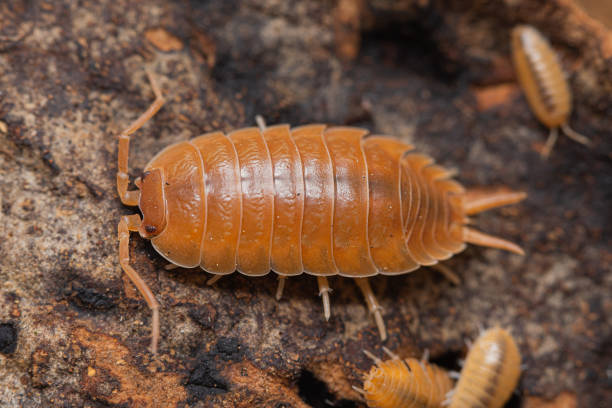 istock Swift Woodlouse (Porcellio Laevis Orange) on a cork bark 1480353022