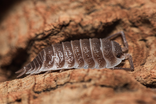 Adult Porcellio hoffmannseggi woodlice on a piece of bark, brown color morph