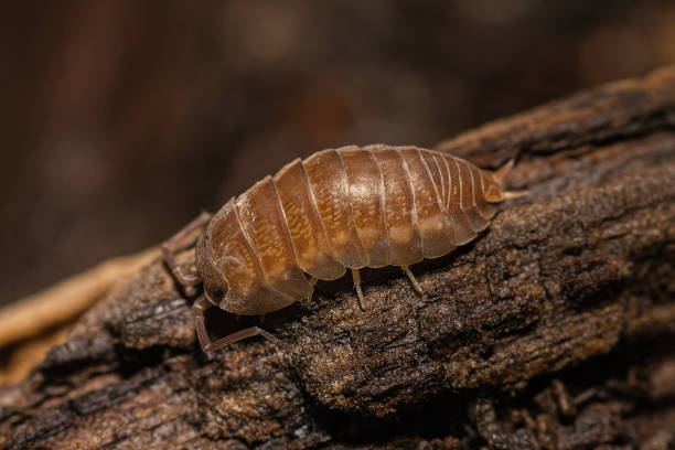 istock Cylisticus convexus woodlouse on a dead wood 1480353064