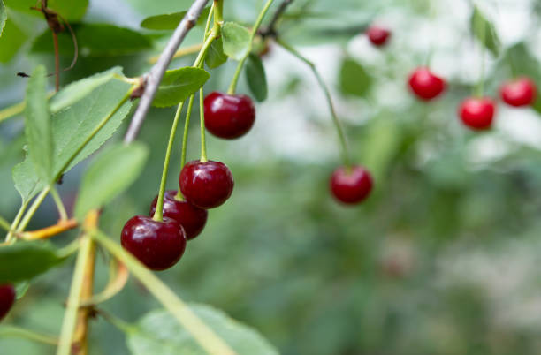 istock cherry berries on a tree in the garden in summer 1480353239