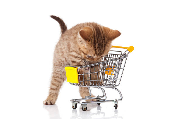 istock british cat with shopping cart isolated on white. kitten osolate 148035622