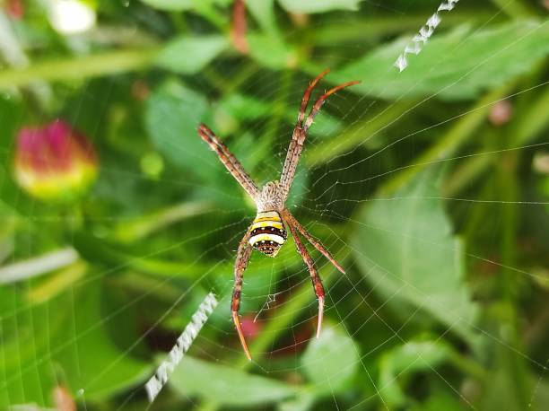 istock Spider web macro close up, Argiope anasuja scientific name of the spider 1480356907