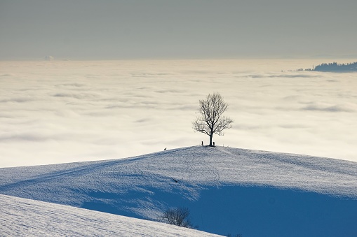 A tree on a snowy mountain