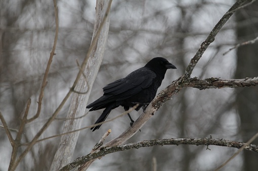 Raven on a branch
