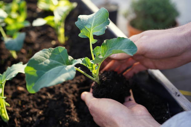istock hands planting vegetable seedlings (kohlrabi) in a raised bed on a balcony in evening light 1480359319