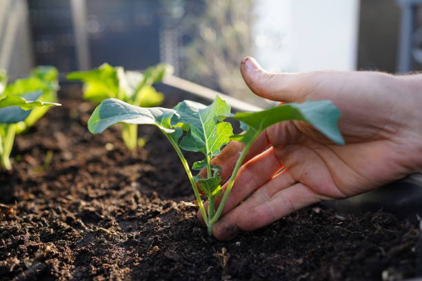 die hand des gärtners zeigt auf einen frisch gepflanzten gemüsesetzling in einem hochbeet - rübsen stock-fotos und bilder