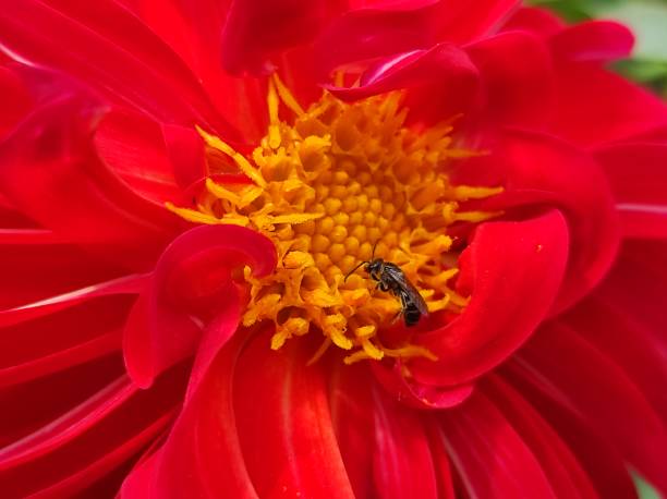 istock Honey bee collect nectar or pollen from red Dahlia flower 1480360361