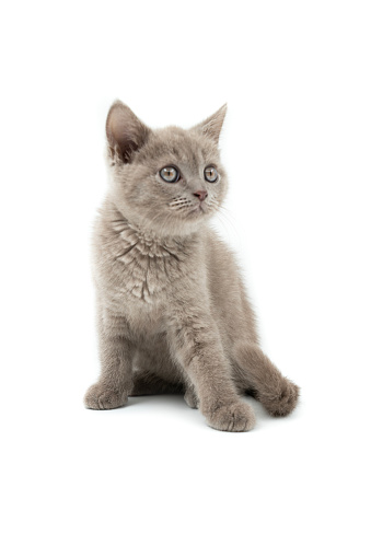 British kitten sitting in front of white background.