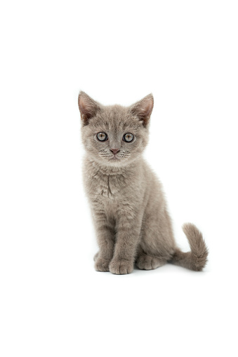 Small Siberian kitten on white background