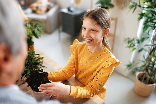 An elementary age girl is gardening and planting new vegetable plants in the garden. She is holding a plant in the palm of her hands and is smiling while looking at the camera.