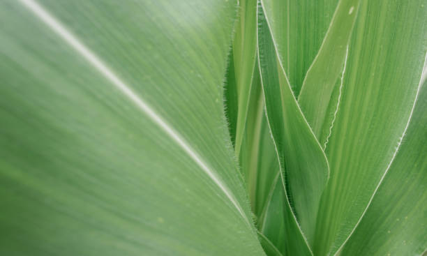 istock Corn plant in focus. green corn leaves 1480364259