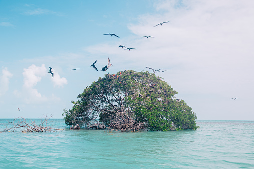 Birds flying around a tree within the Sian Kaan biosphere reserve outside of Tulum, Mexico.