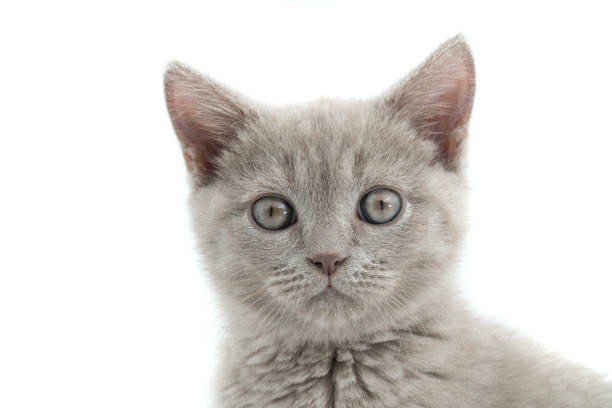 British kitten sitting in front of white background.
