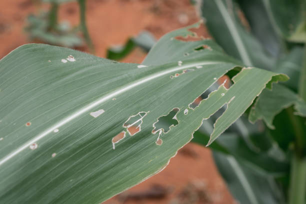 istock Corn plant in focus. green corn leaves 1480365115