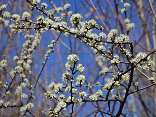 tarnina | prunus spinosa kwitnie wiosną - abloom zdjęcia i obrazy z banku zdjęć