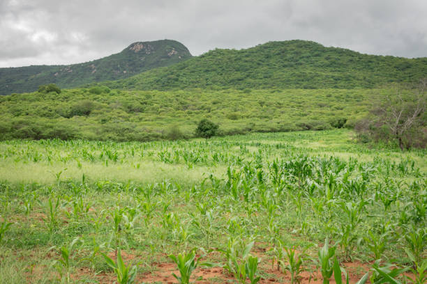 istock maize and bean plantation. family farming 1480365268
