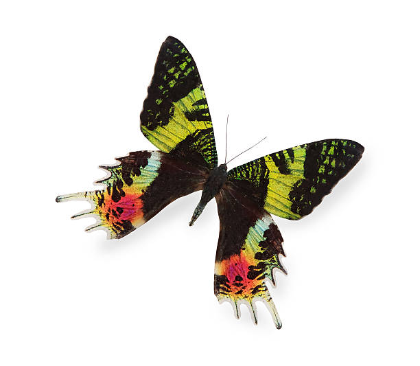 トロピカルなバタフライ白で分離 - butterfly monarch butterfly isolated flying ストックフォトと画像