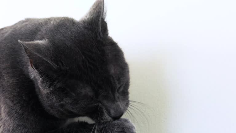 cute cat carefully washes his left paw on a light background.