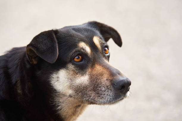 istock Stray dog portrait 1480368897