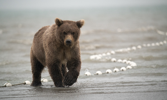 Brown bear searching for salmon on the edge of the ocean in and out of the trawler net put out by the fishing boats also fishing for salmon during the salmon run in the fall in Alaska.