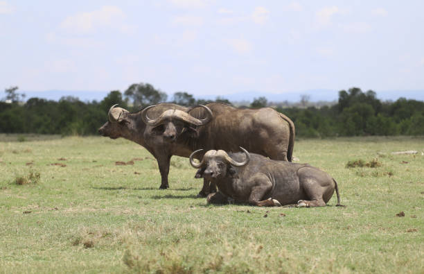 istock three african buffalo on a pasture in the wild. 1480369407
