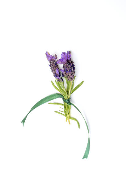istock Sprigs of lavender 1480370536