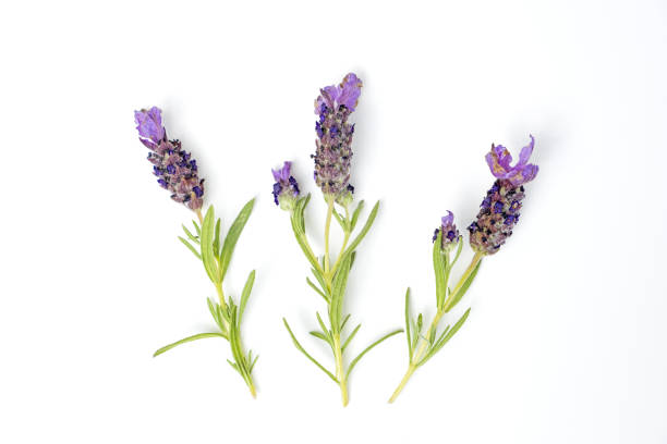 istock Sprigs of lavender 1480370539