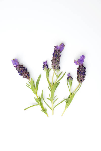 istock Sprigs of lavender 1480370557