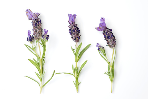 Sprigs of lavender on a white background