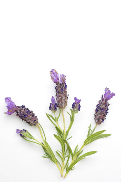 istock Sprigs of lavender 1480370566
