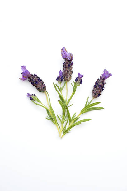 istock Sprigs of lavender 1480370571