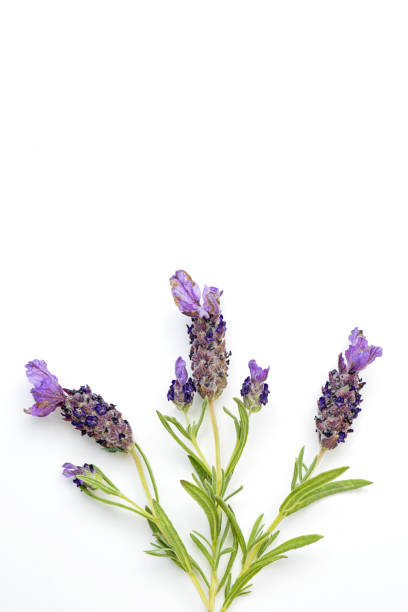 istock Sprigs of lavender 1480370572