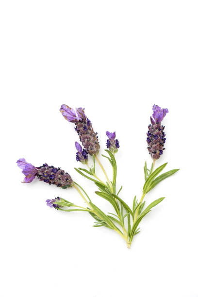 istock Sprigs of lavender 1480370578