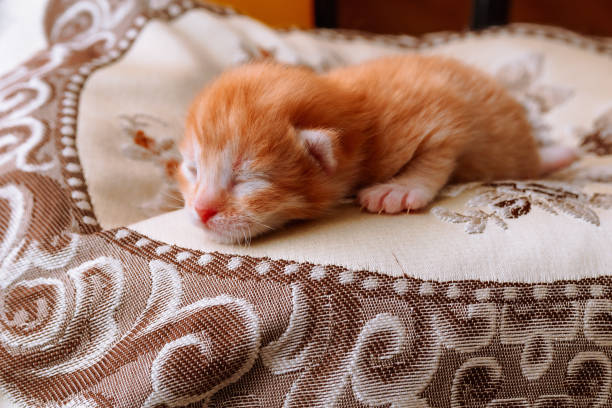 Funny ginger kitten born four days ago lies on a pillow