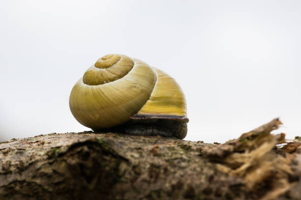 close up of a snail with a yellow shellin high key photography