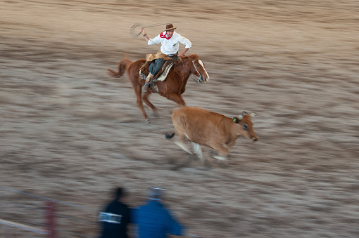 Caxias do Sul, Rio Grande do Sul, Brazil - Sep 16th, 2022: Gaucho man on horseback lassoing cows